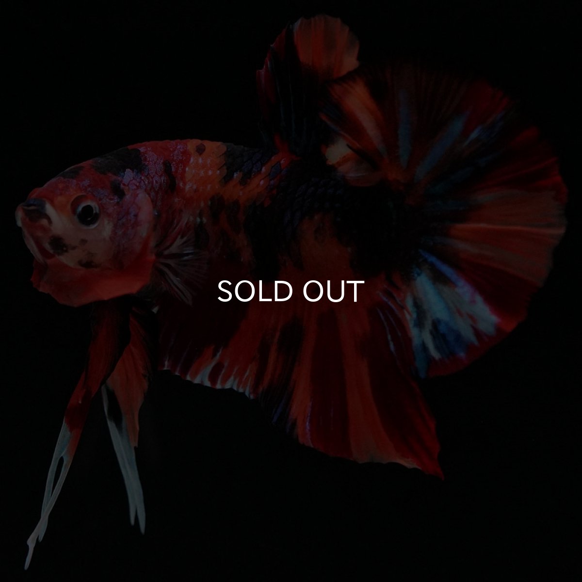 画像2: HMPK キャンディ (2)