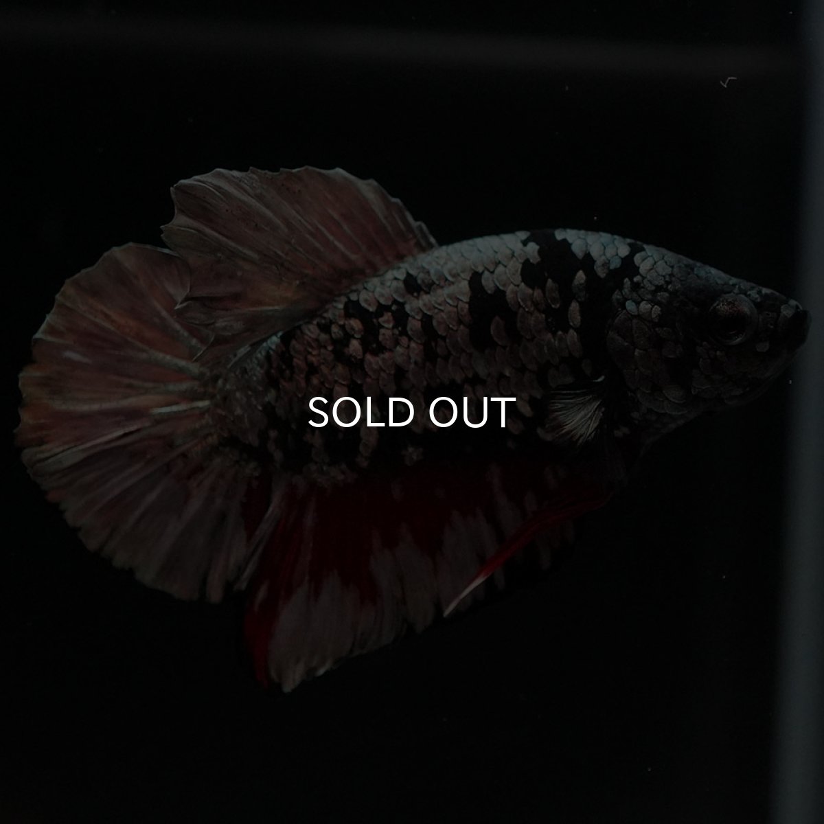 画像7: HMPK ブラックカッパースター (7)