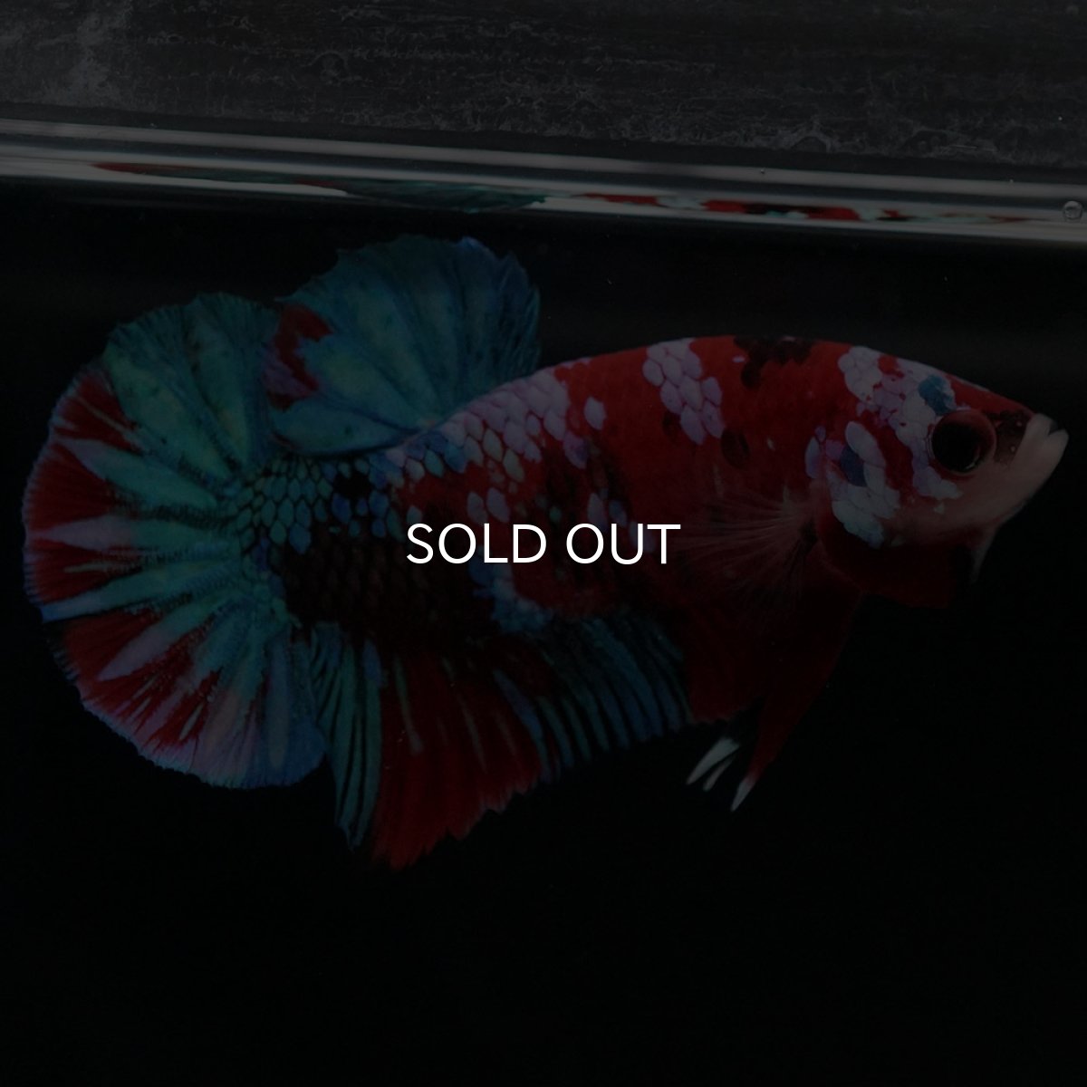 画像7: HMPK 鯉ギャラクシー (7)