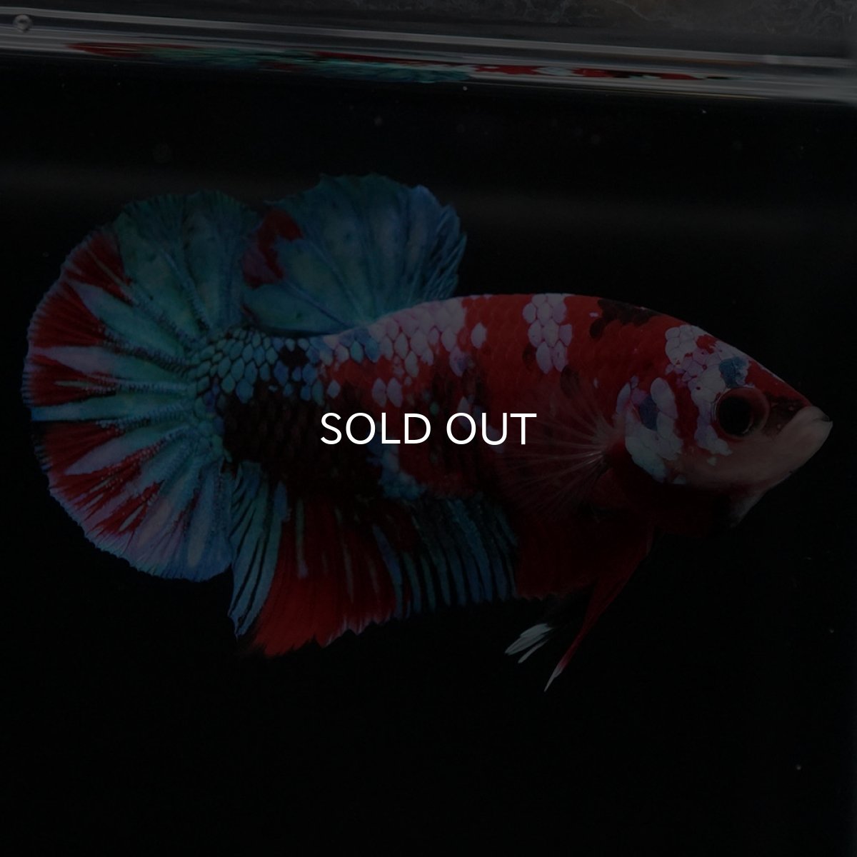 画像6: HMPK 鯉ギャラクシー (6)