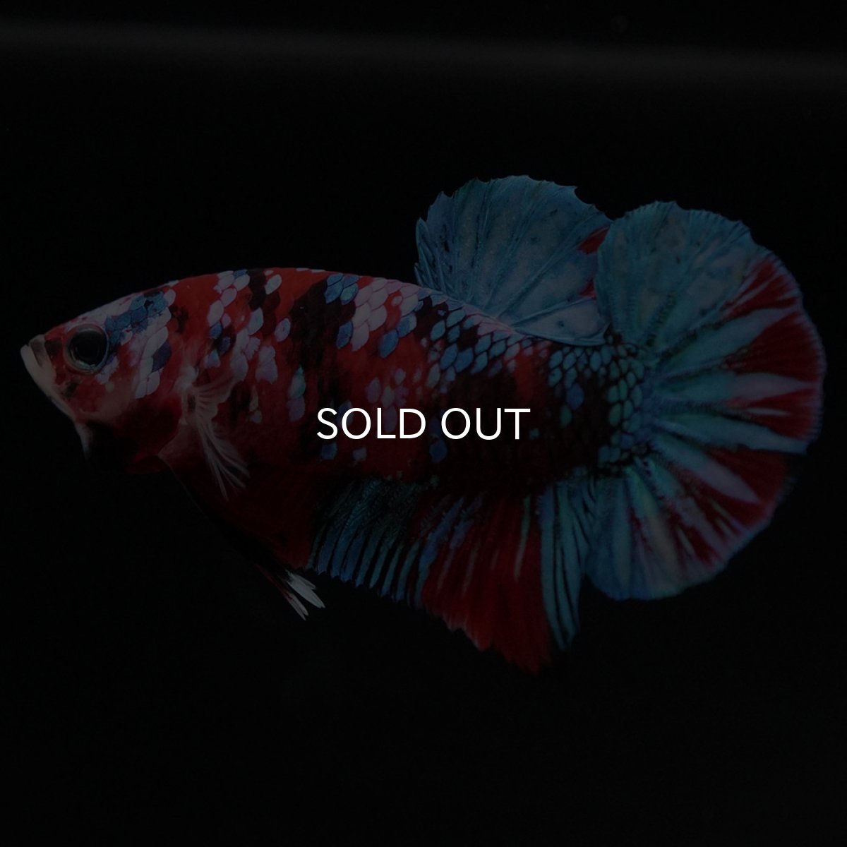 画像5: HMPK 鯉ギャラクシー (5)