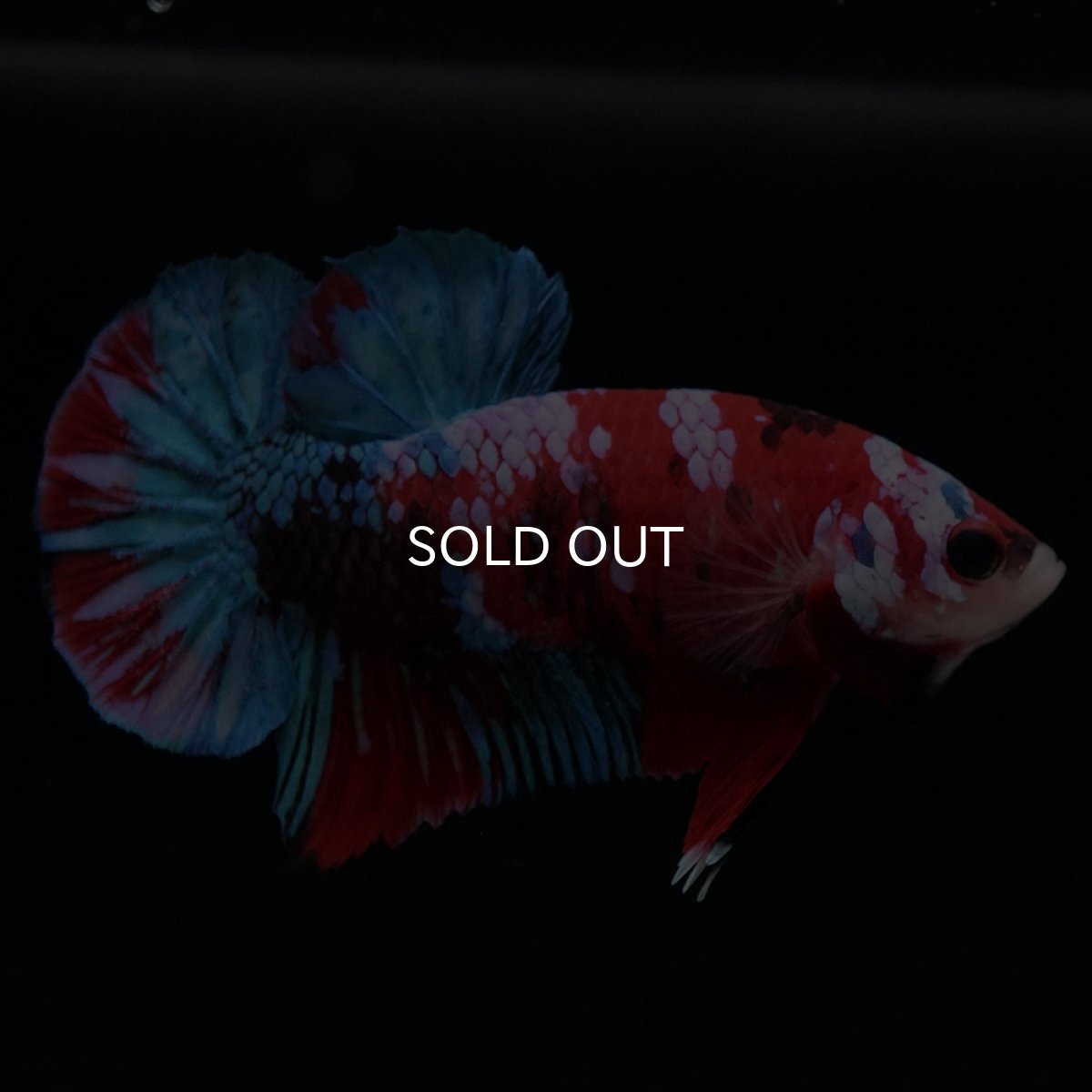 画像4: HMPK 鯉ギャラクシー (4)