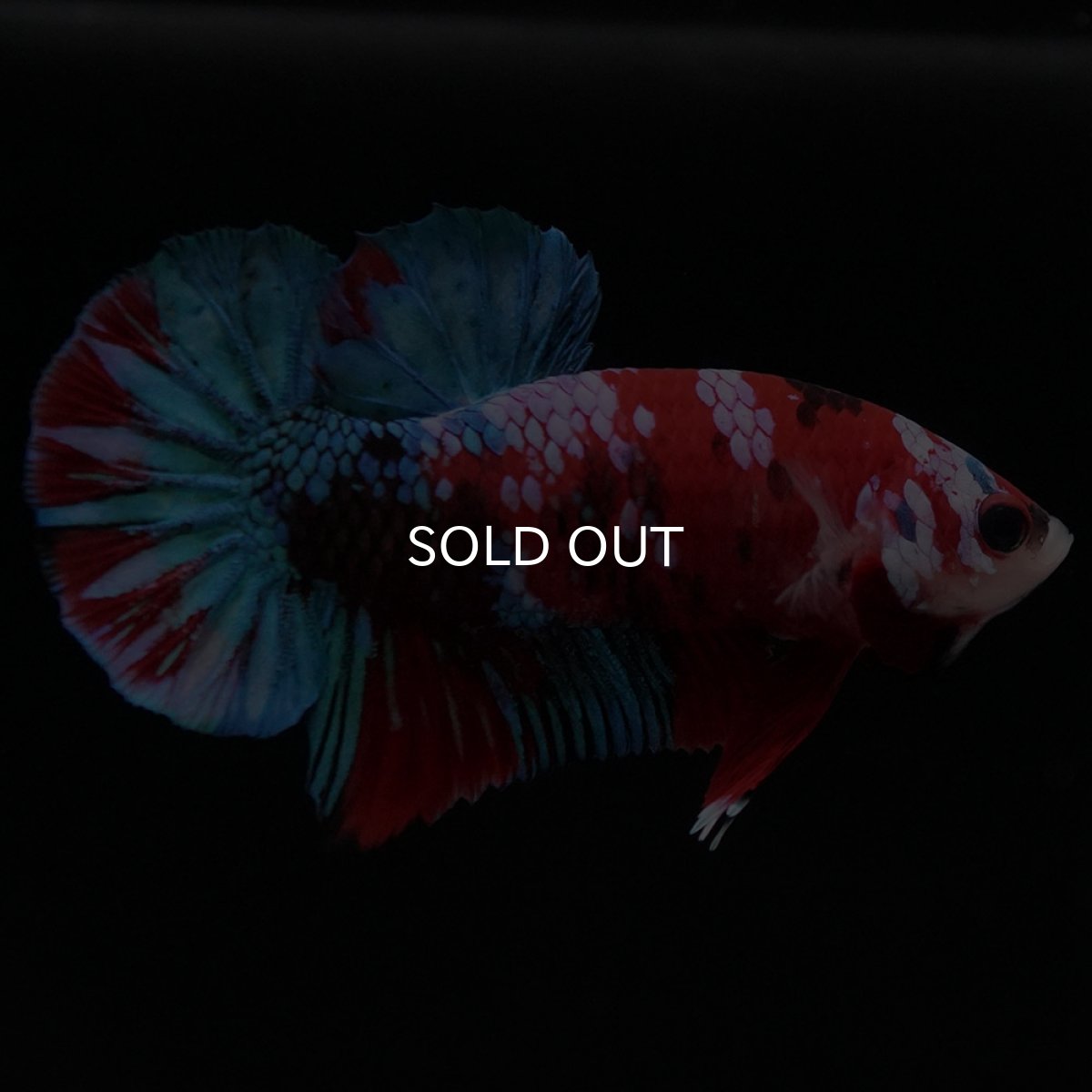 画像2: HMPK 鯉ギャラクシー (2)