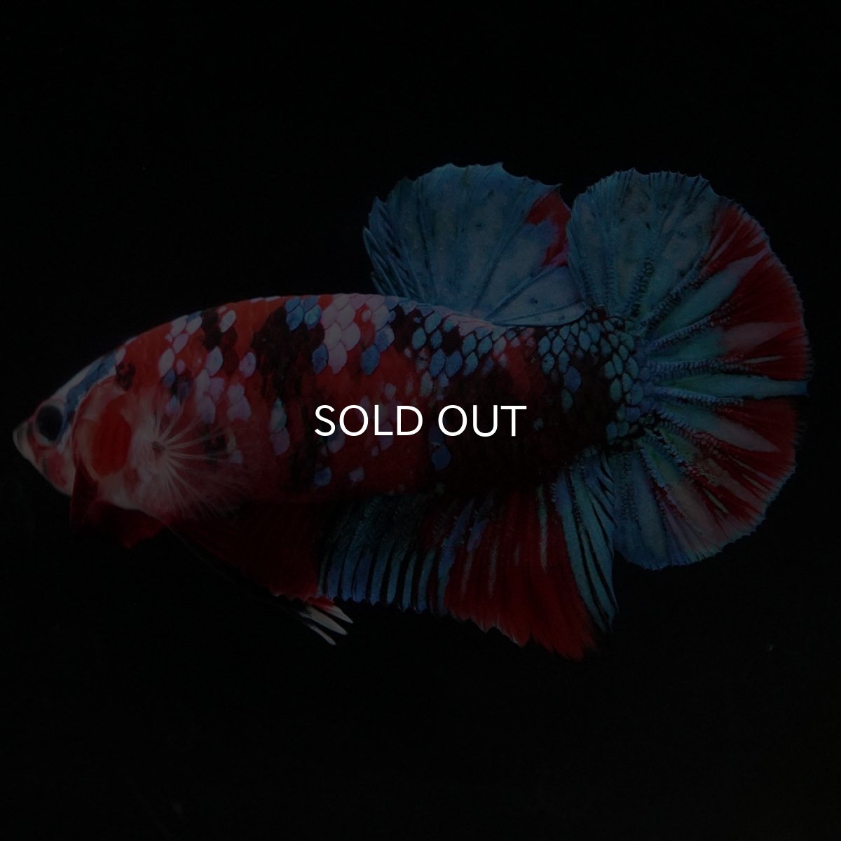 画像3: HMPK 鯉ギャラクシー (3)