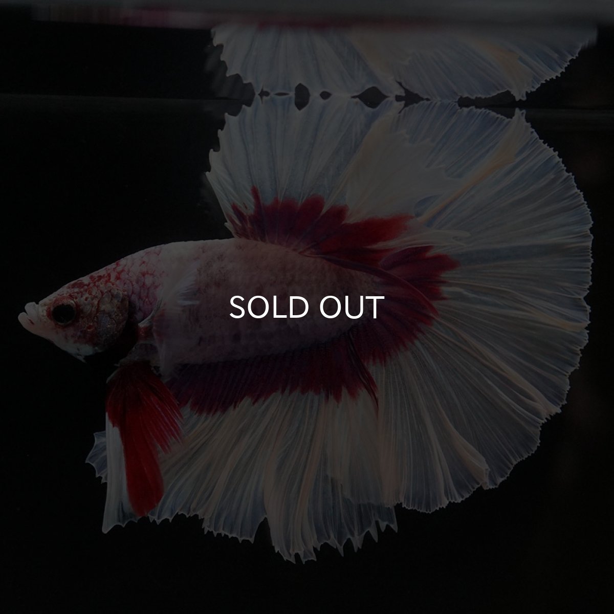 画像2: HM ラベンダーバタフライ (2)