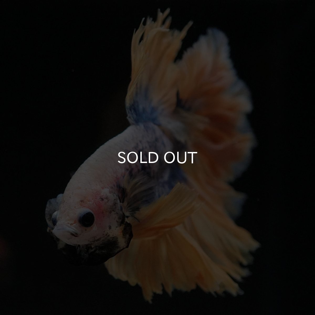 画像5: HM イエローブルー フェザーテール (5)