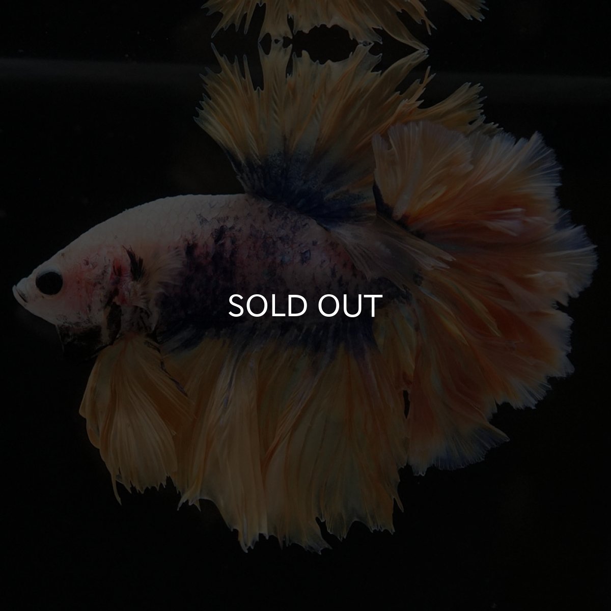 画像8: HM イエローブルー フェザーテール (8)