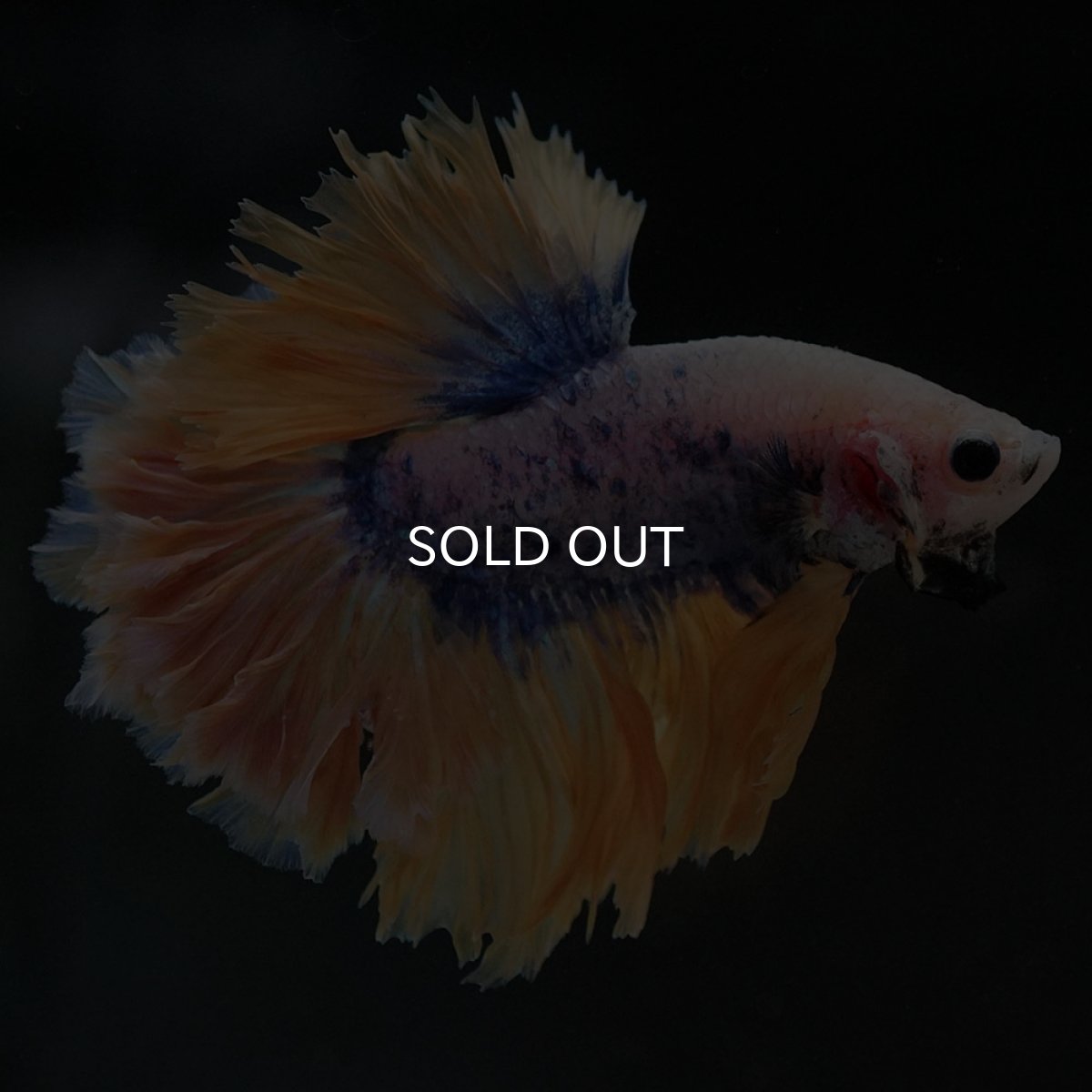 画像3: HM イエローブルー フェザーテール (3)