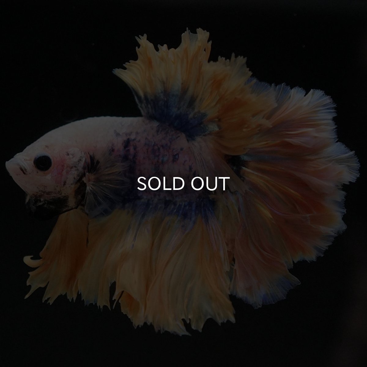 画像2: HM イエローブルー フェザーテール (2)