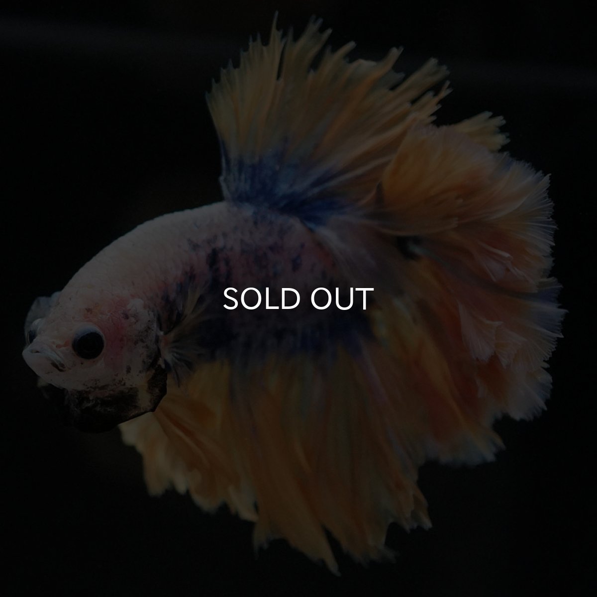 画像6: HM イエローブルー フェザーテール (6)