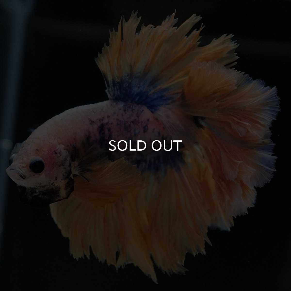 画像4: HM イエローブルー フェザーテール (4)