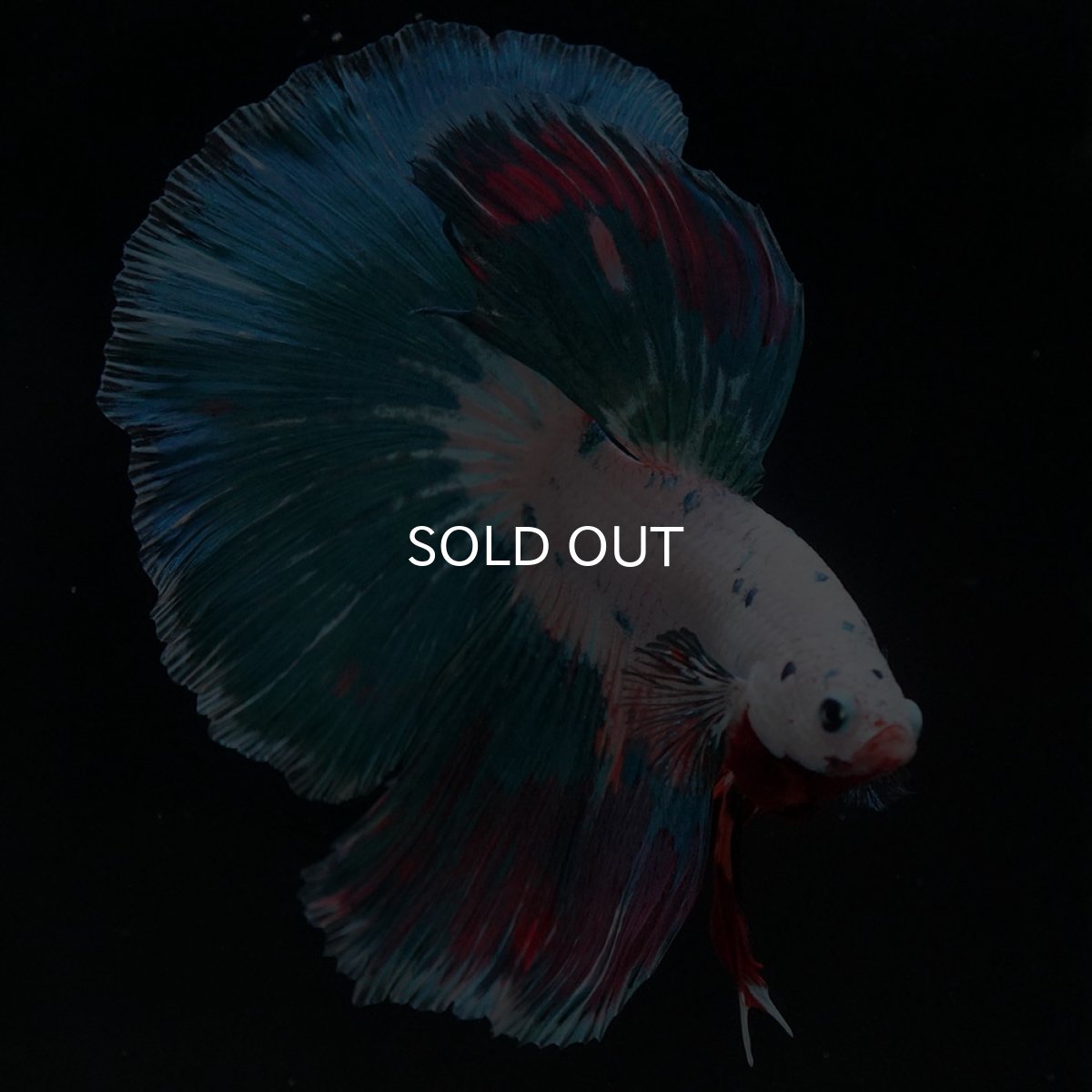 画像5: HM ホワイトファンシー (5)