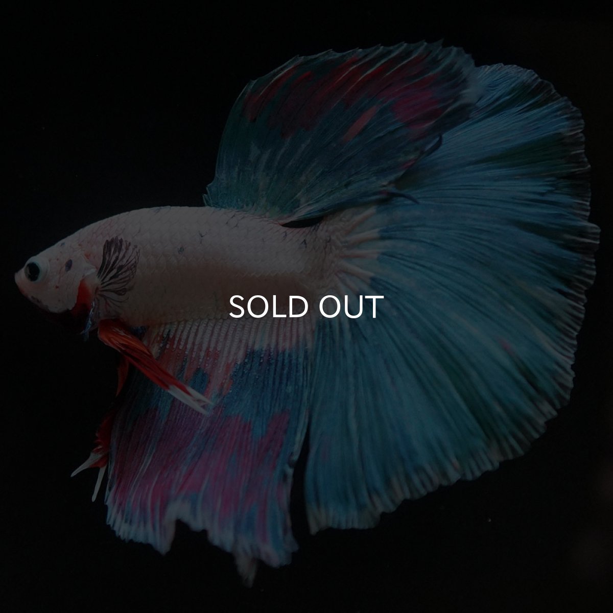 画像7: HM ホワイトファンシー (7)