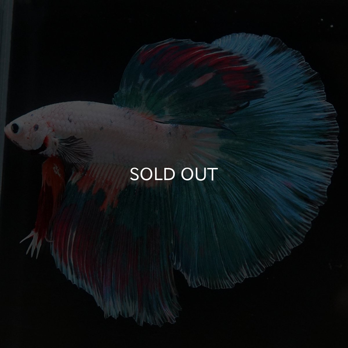 画像6: HM ホワイトファンシー (6)