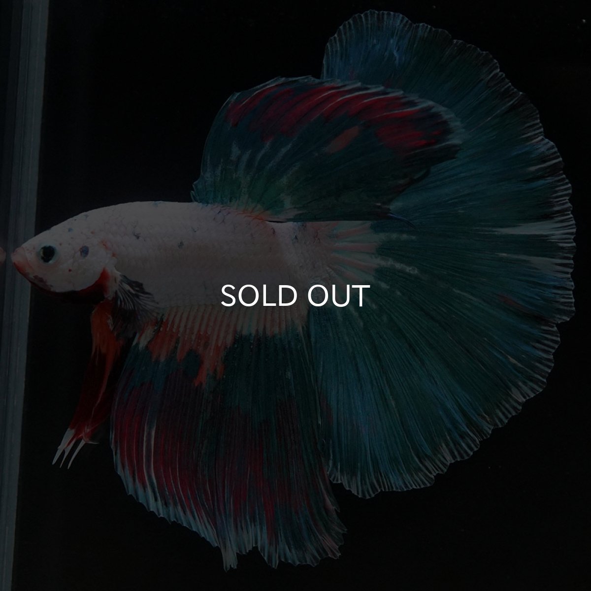 画像2: HM ホワイトファンシー (2)