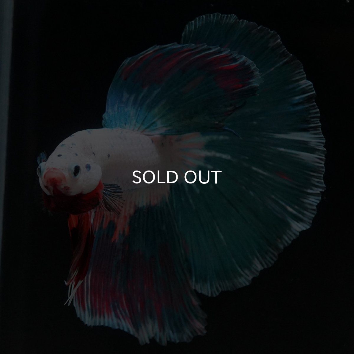 画像4: HM ホワイトファンシー (4)