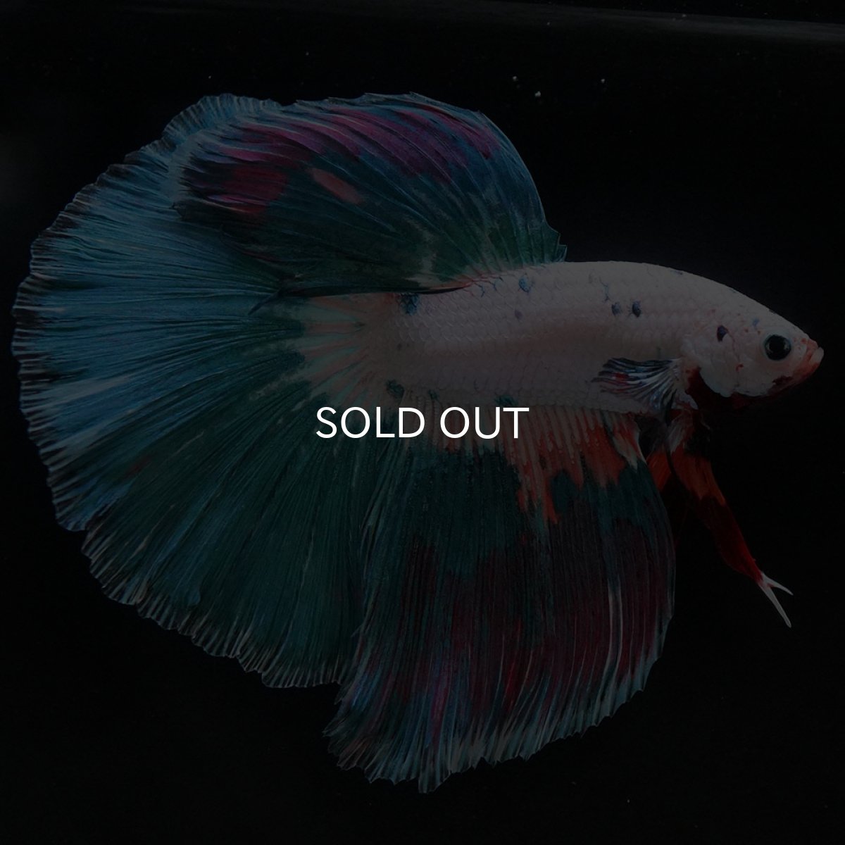 画像3: HM ホワイトファンシー (3)