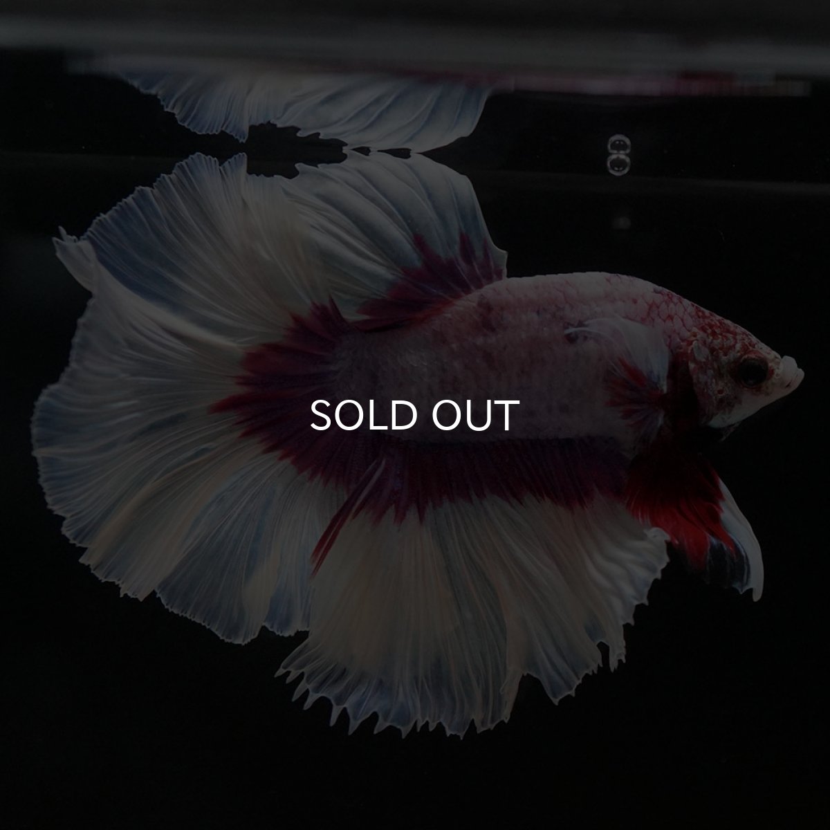 画像4: HM ラベンダーバタフライ (4)