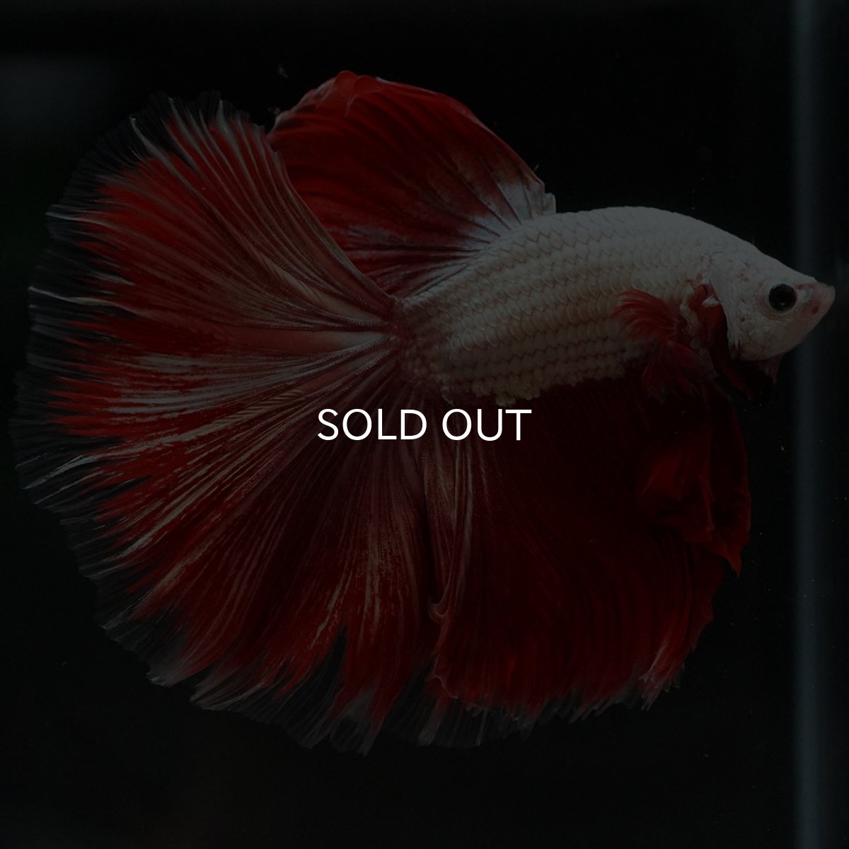 画像8: HM プラチナレッドドラゴン 変わり柄 (8)