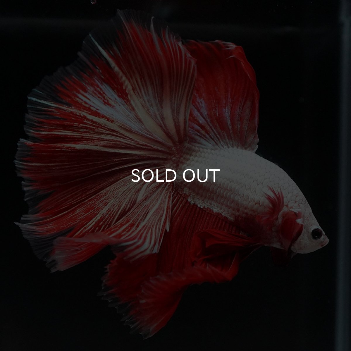 画像4: HM プラチナレッドドラゴン 変わり柄 (4)