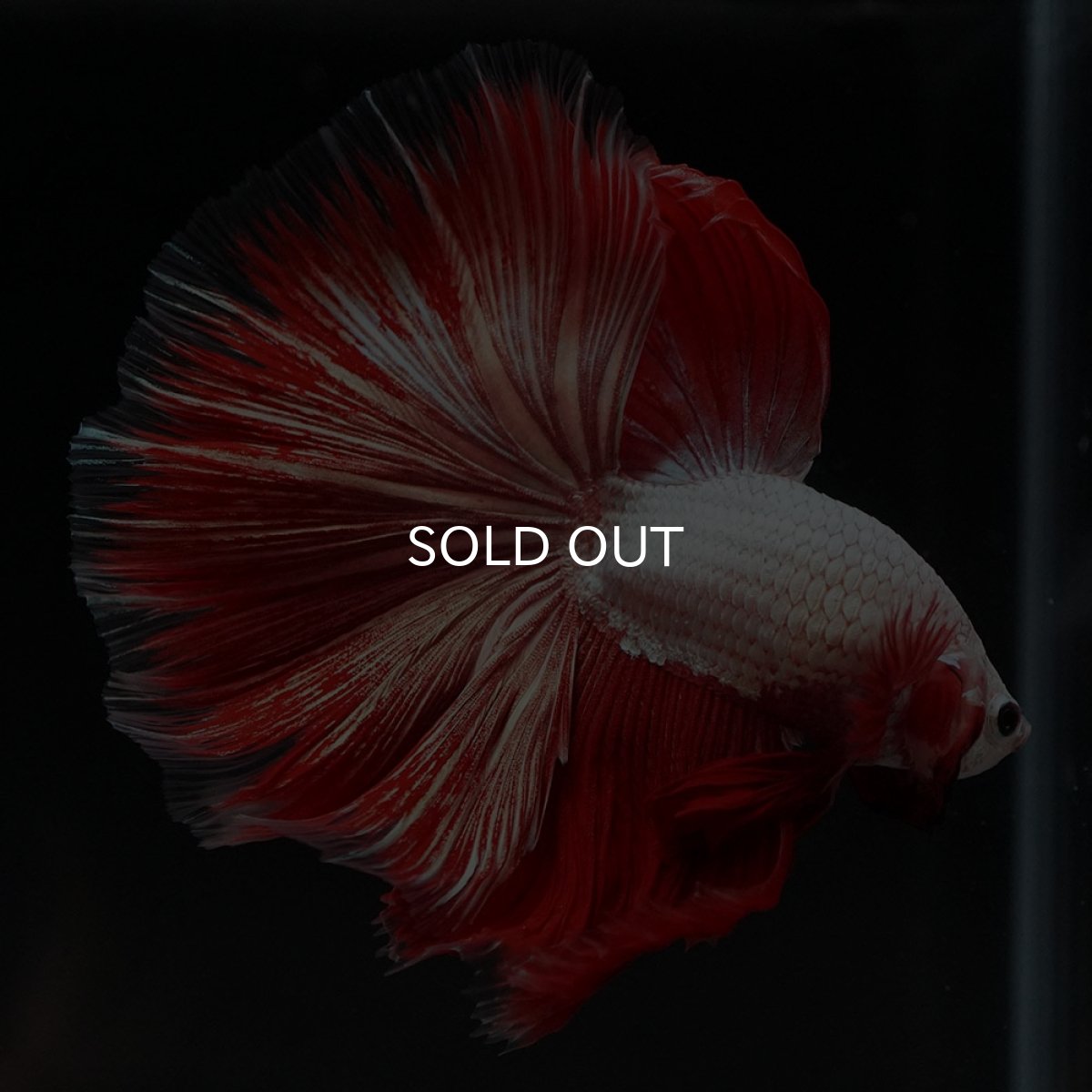 画像6: HM プラチナレッドドラゴン 変わり柄 (6)