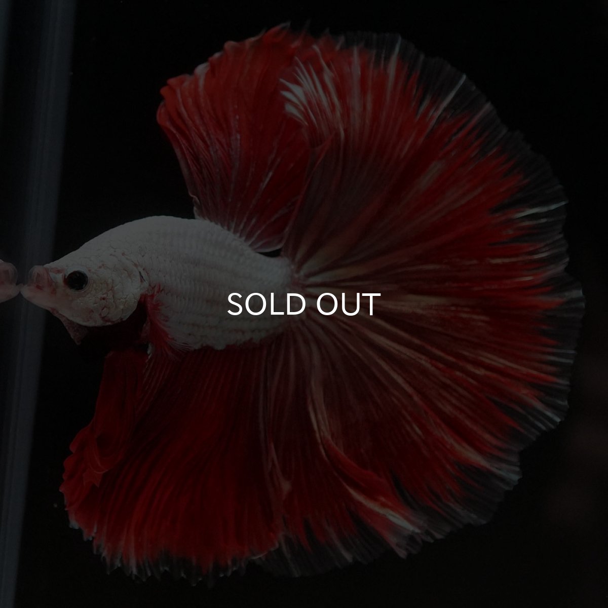 画像9: HM プラチナレッドドラゴン 変わり柄 (9)