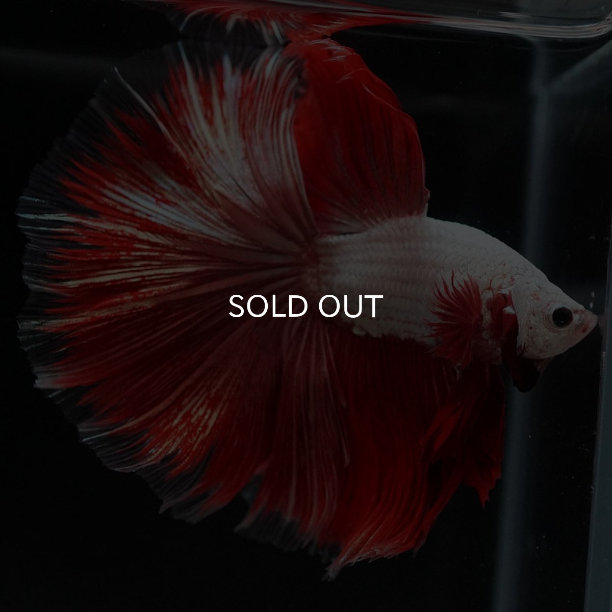 画像2: HM プラチナレッドドラゴン 変わり柄 (2)