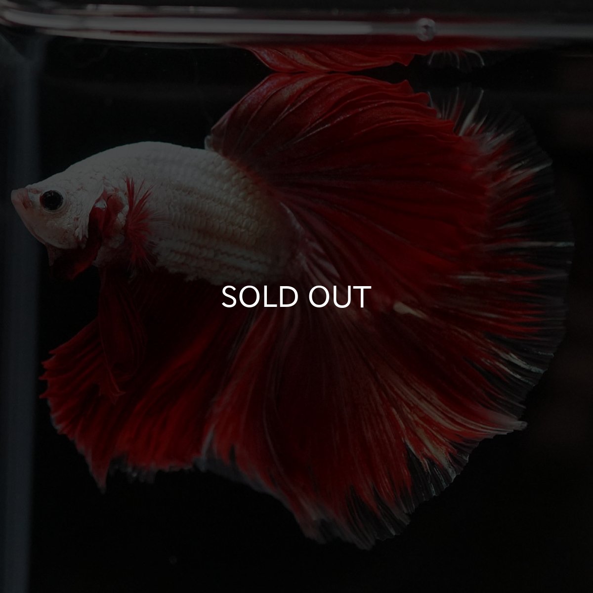 画像7: HM プラチナレッドドラゴン 変わり柄 (7)