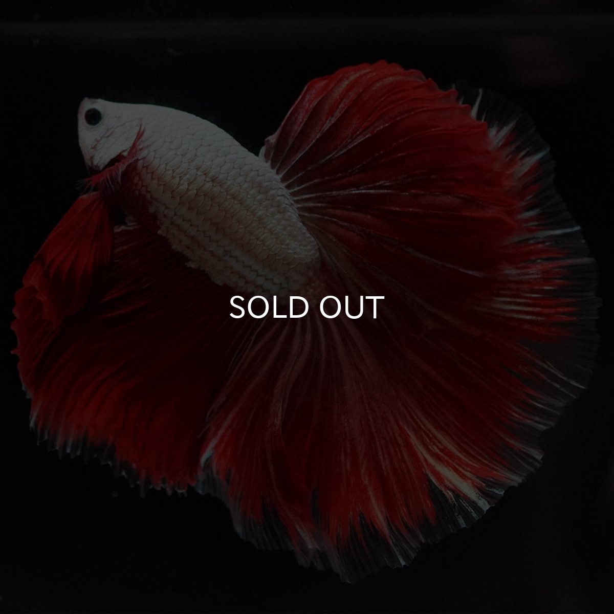 画像3: HM プラチナレッドドラゴン 変わり柄 (3)