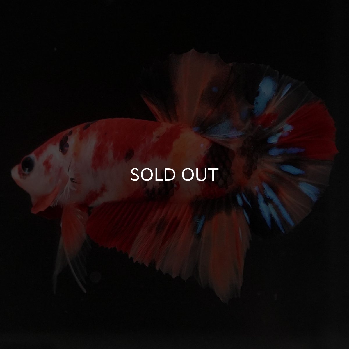 画像8: HMPK キャンディ (8)