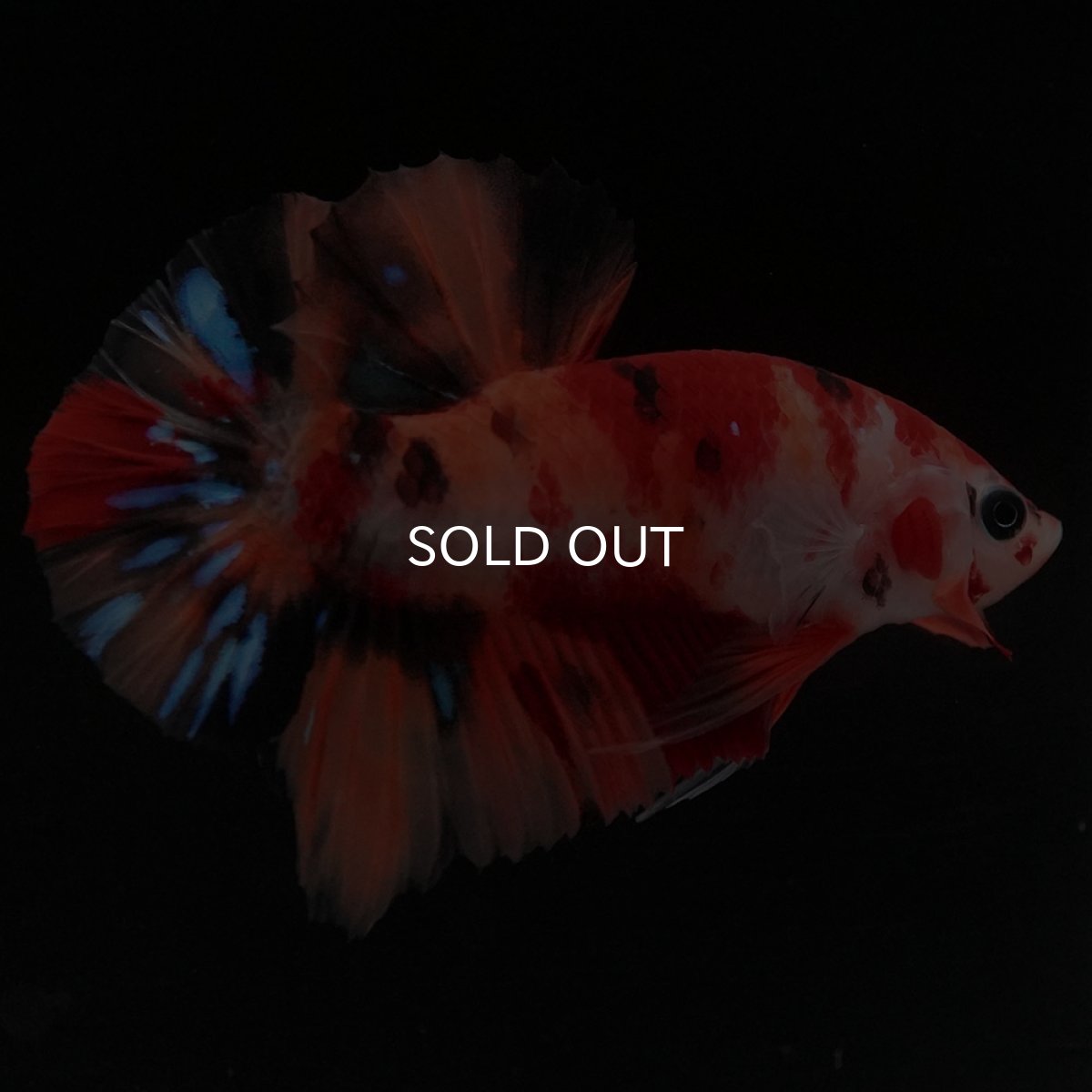 画像9: HMPK キャンディ (9)