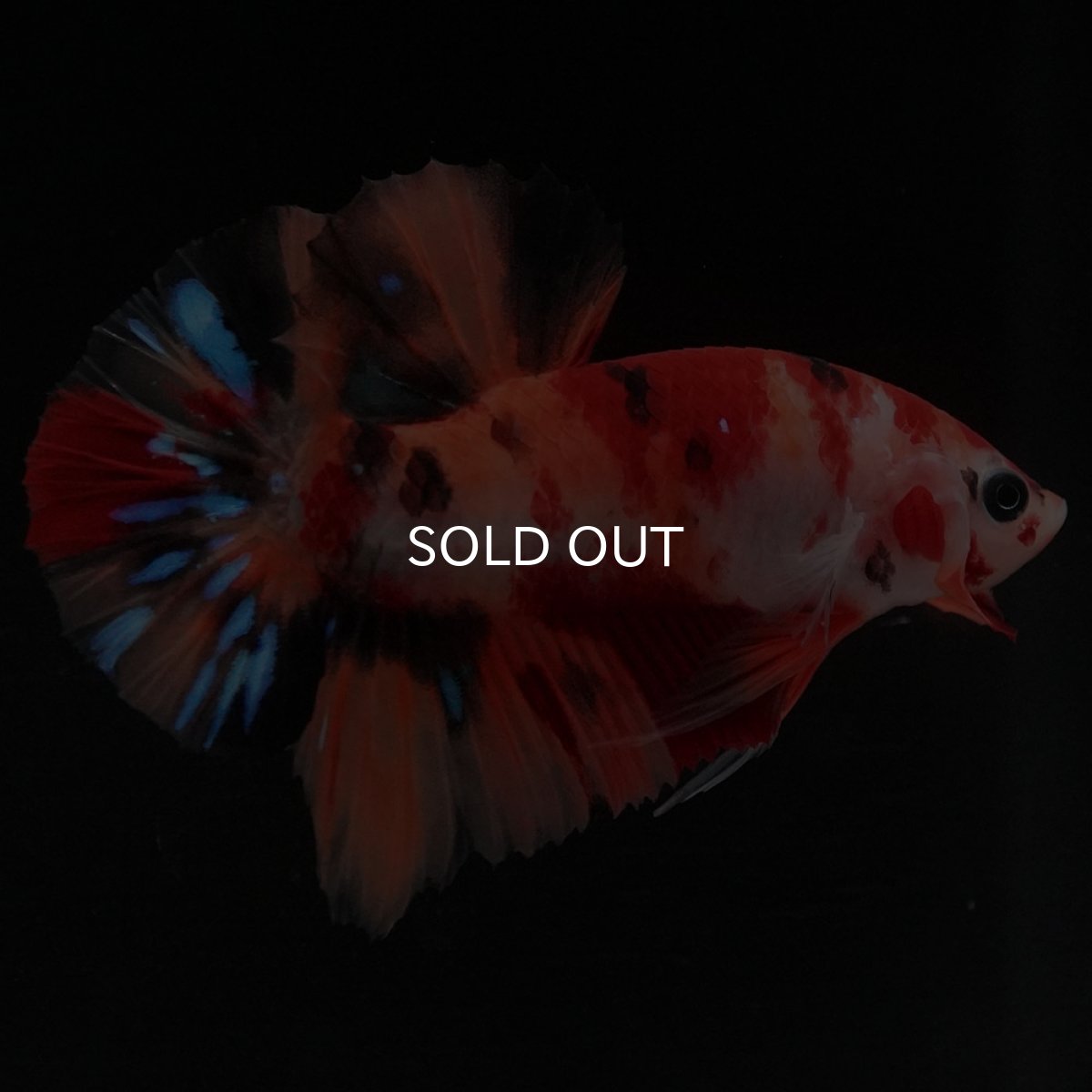 画像7: HMPK キャンディ (7)