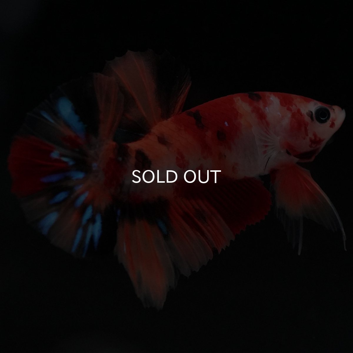 画像5: HMPK キャンディ (5)