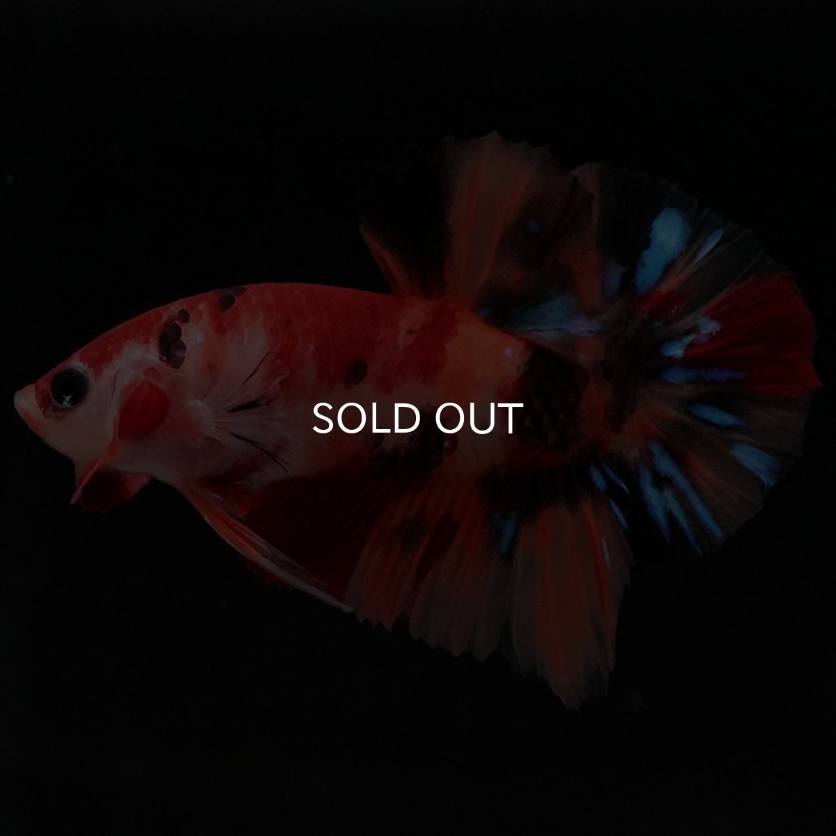 画像2: HMPK キャンディ (2)