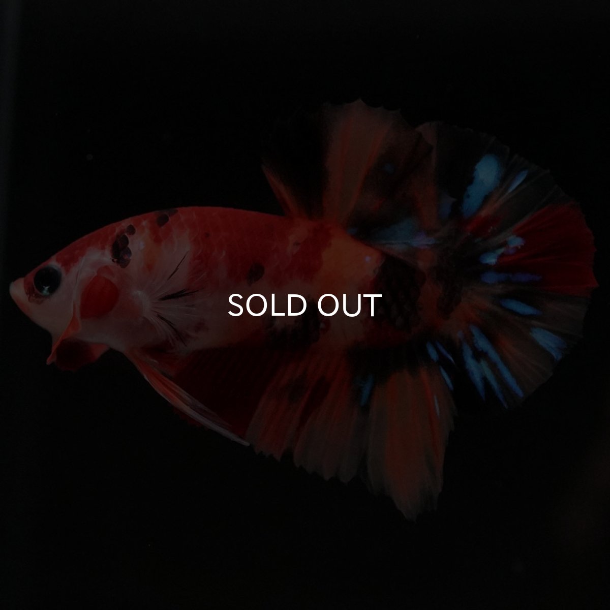 画像6: HMPK キャンディ (6)