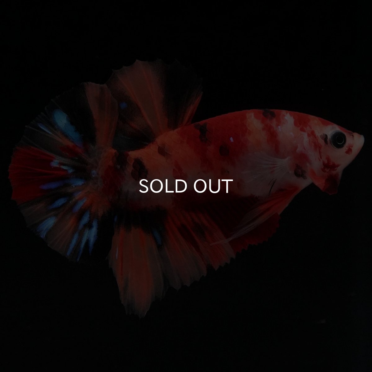 画像3: HMPK キャンディ (3)