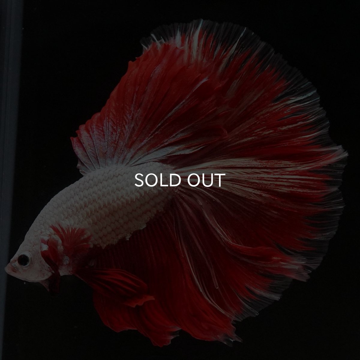 画像5: HM プラチナレッドドラゴン 変わり柄 (5)