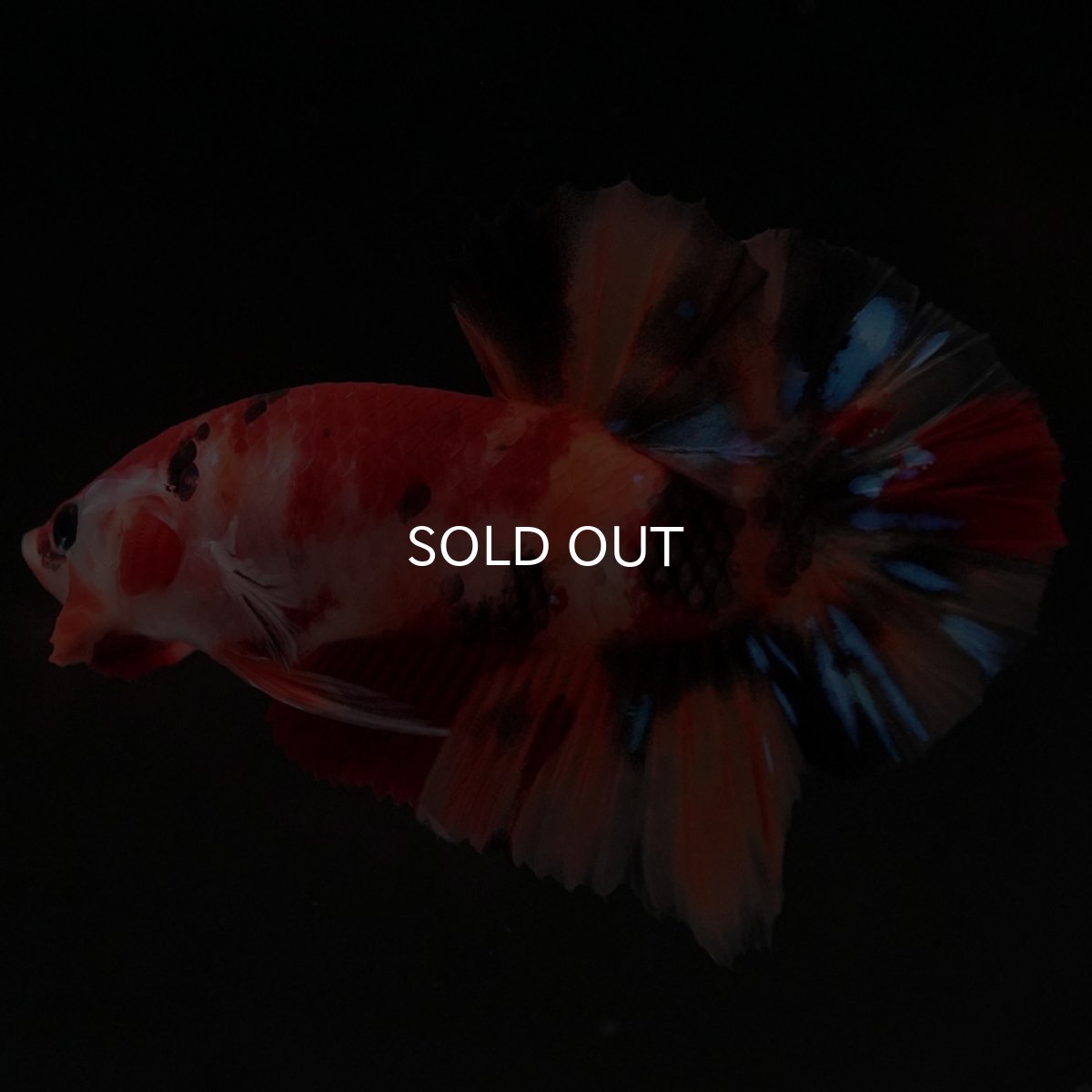 画像4: HMPK キャンディ (4)