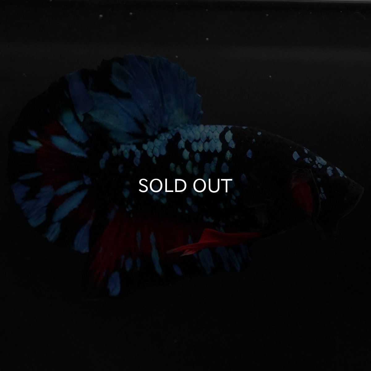 画像6: HMPK ブラックスター (6)