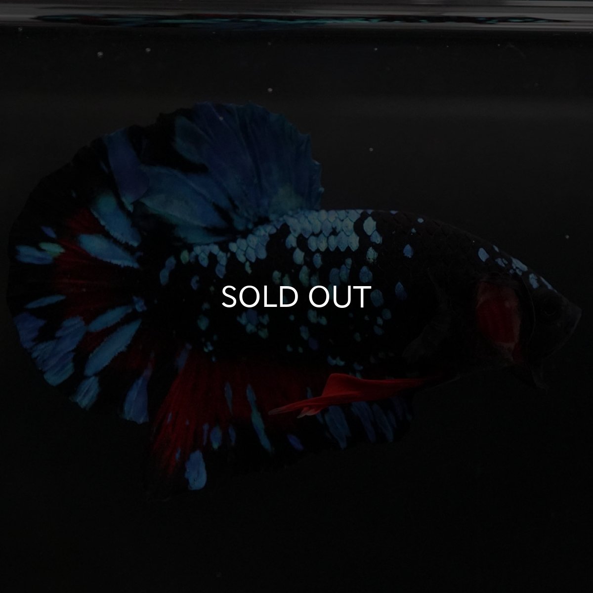 画像2: HMPK ブラックスター (2)