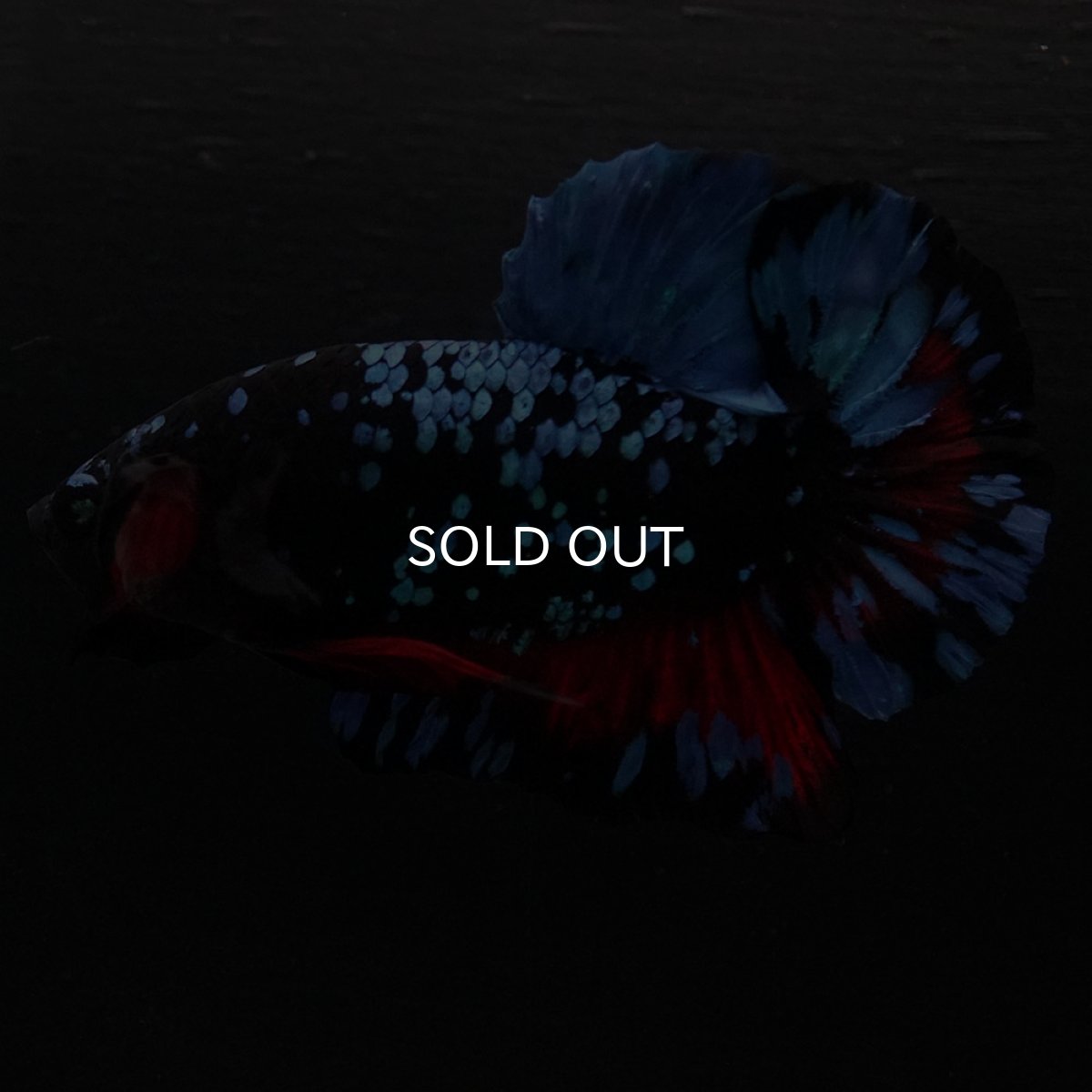 画像3: HMPK ブラックスター (3)