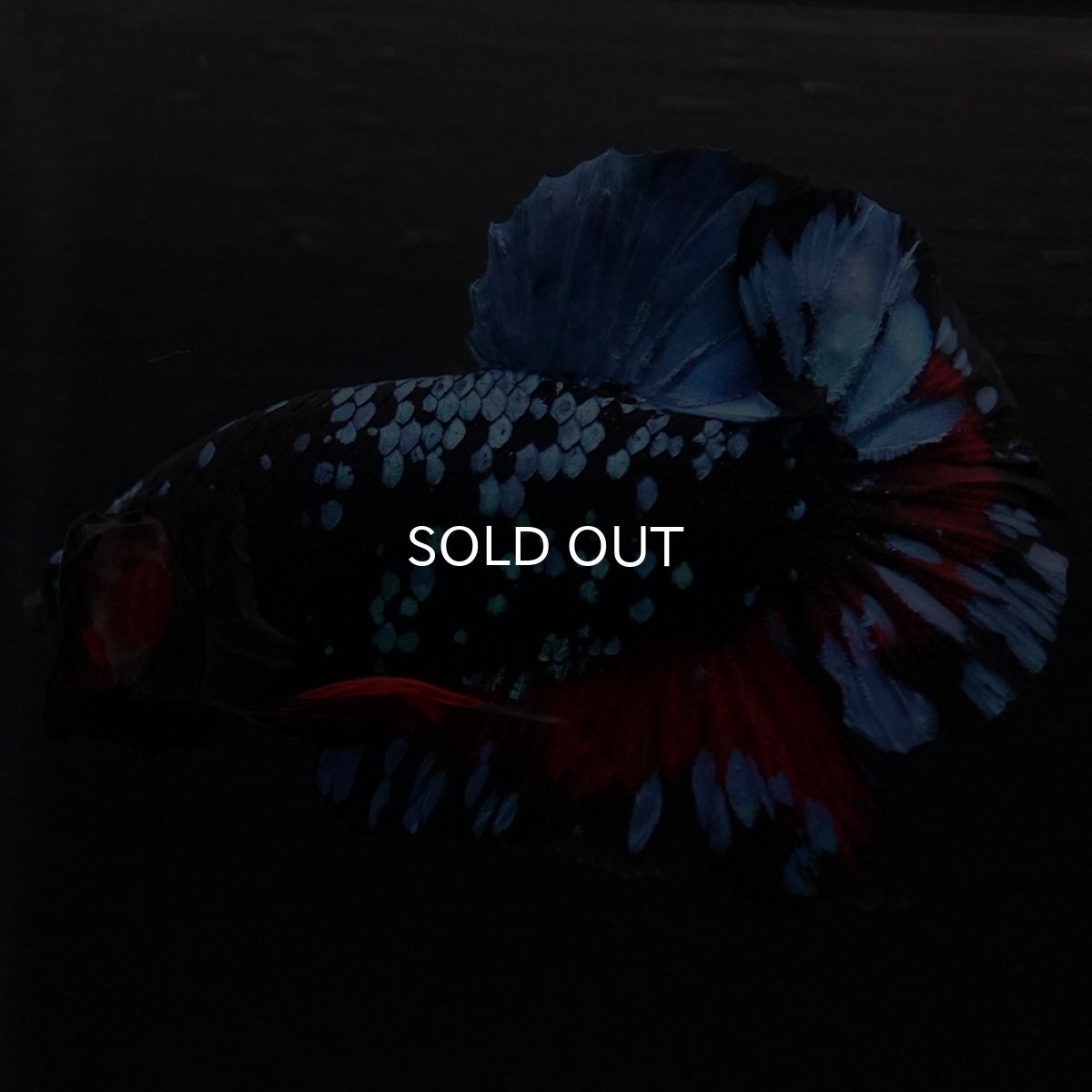 画像8: HMPK ブラックスター (8)