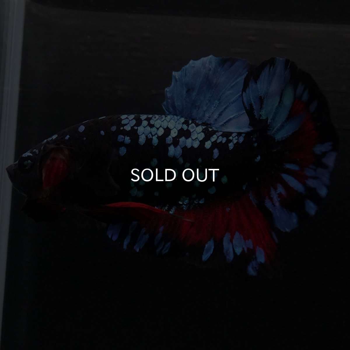 画像7: HMPK ブラックスター (7)