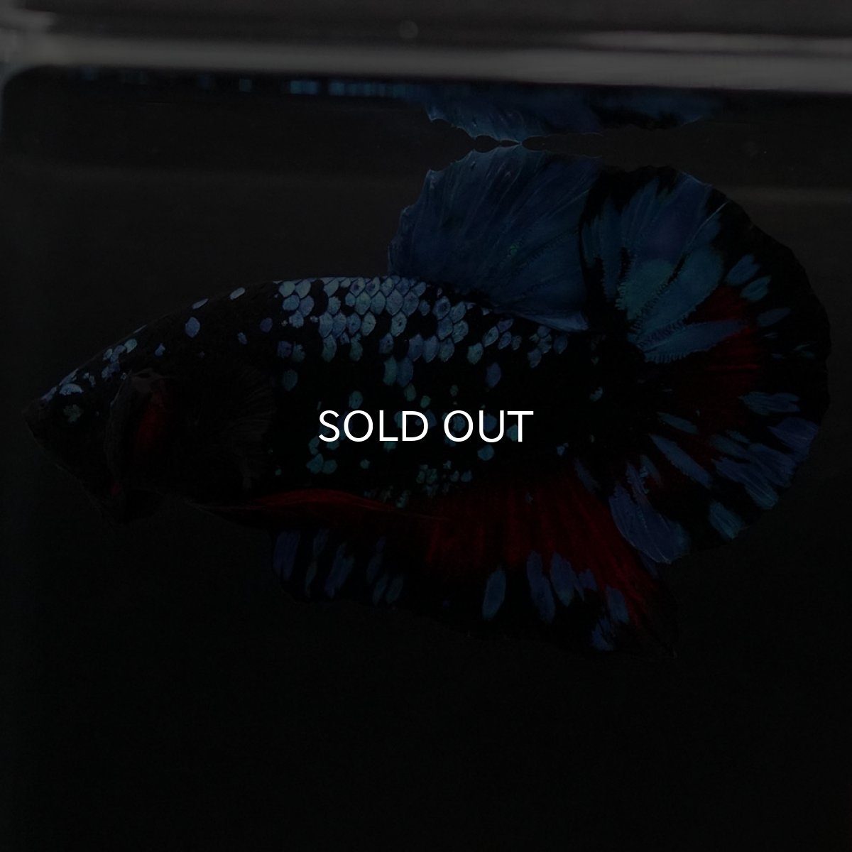 画像5: HMPK ブラックスター (5)