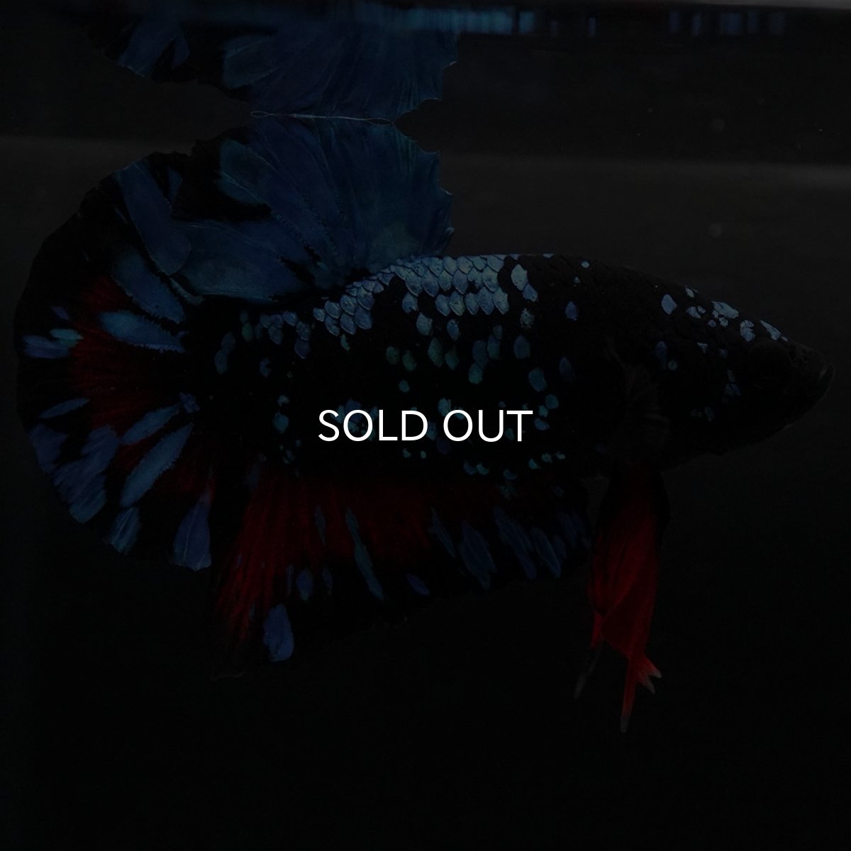 画像4: HMPK ブラックスター (4)