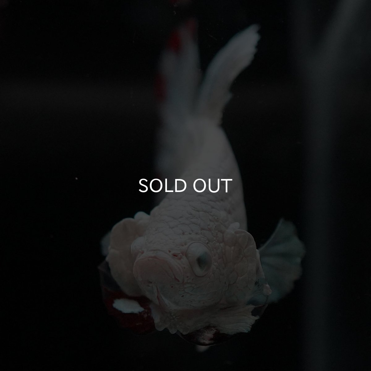 画像7: HMPK　プラチナレッドドラゴン　スノー (7)