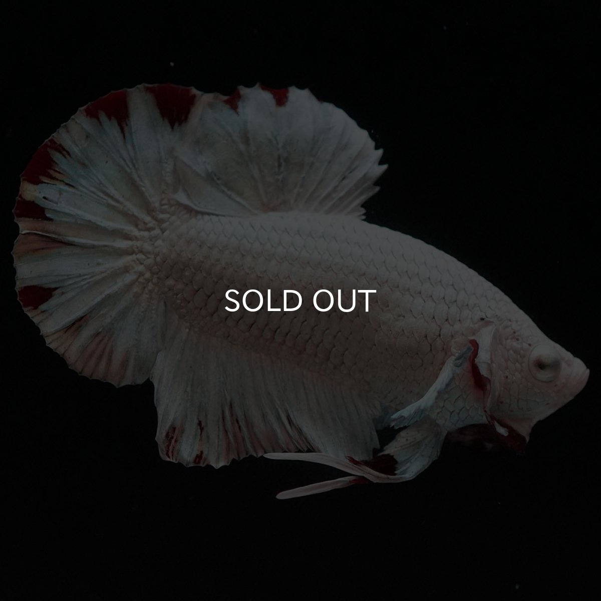 画像4: HMPK　プラチナレッドドラゴン　スノー (4)