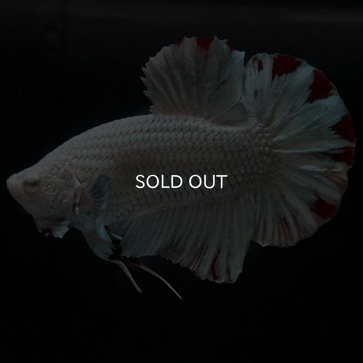 画像2: HMPK　プラチナレッドドラゴン　スノー (2)