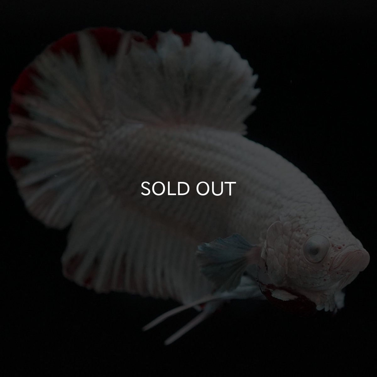 画像6: HMPK　プラチナレッドドラゴン　スノー (6)