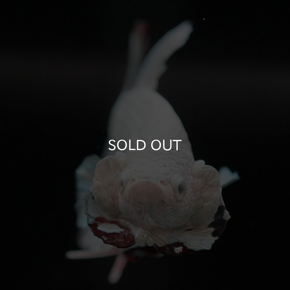 画像3: HMPK　プラチナレッドドラゴン　スノー (3)